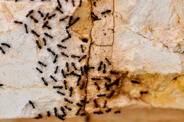 Preventing Pesky Pests in Summertime