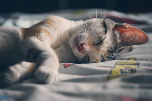 What to Include in a Tenant Pet Agreement