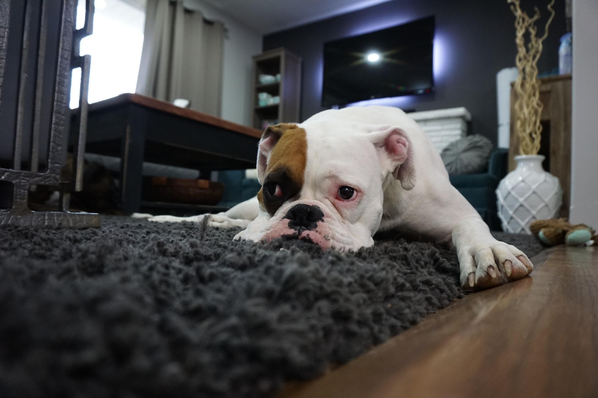 Pet Deposits, Pet Fees and Pet Rent