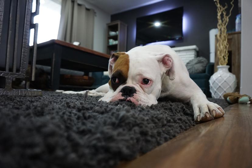 Pet Deposits, Pet Fees and Pet Rent