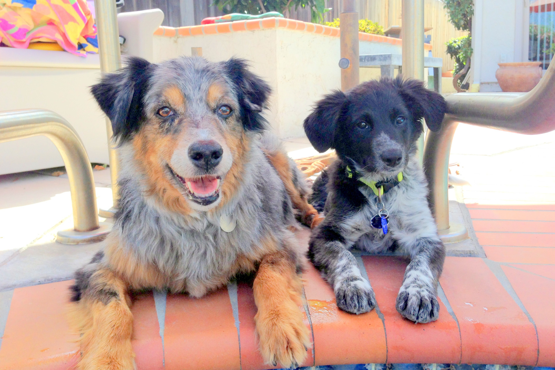 And adult dog with shaggy brown and grey hair lays next to a younger dog of the same breed with black and grey hair. They are resting at the edge of a pool, on copper colored bricks. A home can be seen in the distant background.
