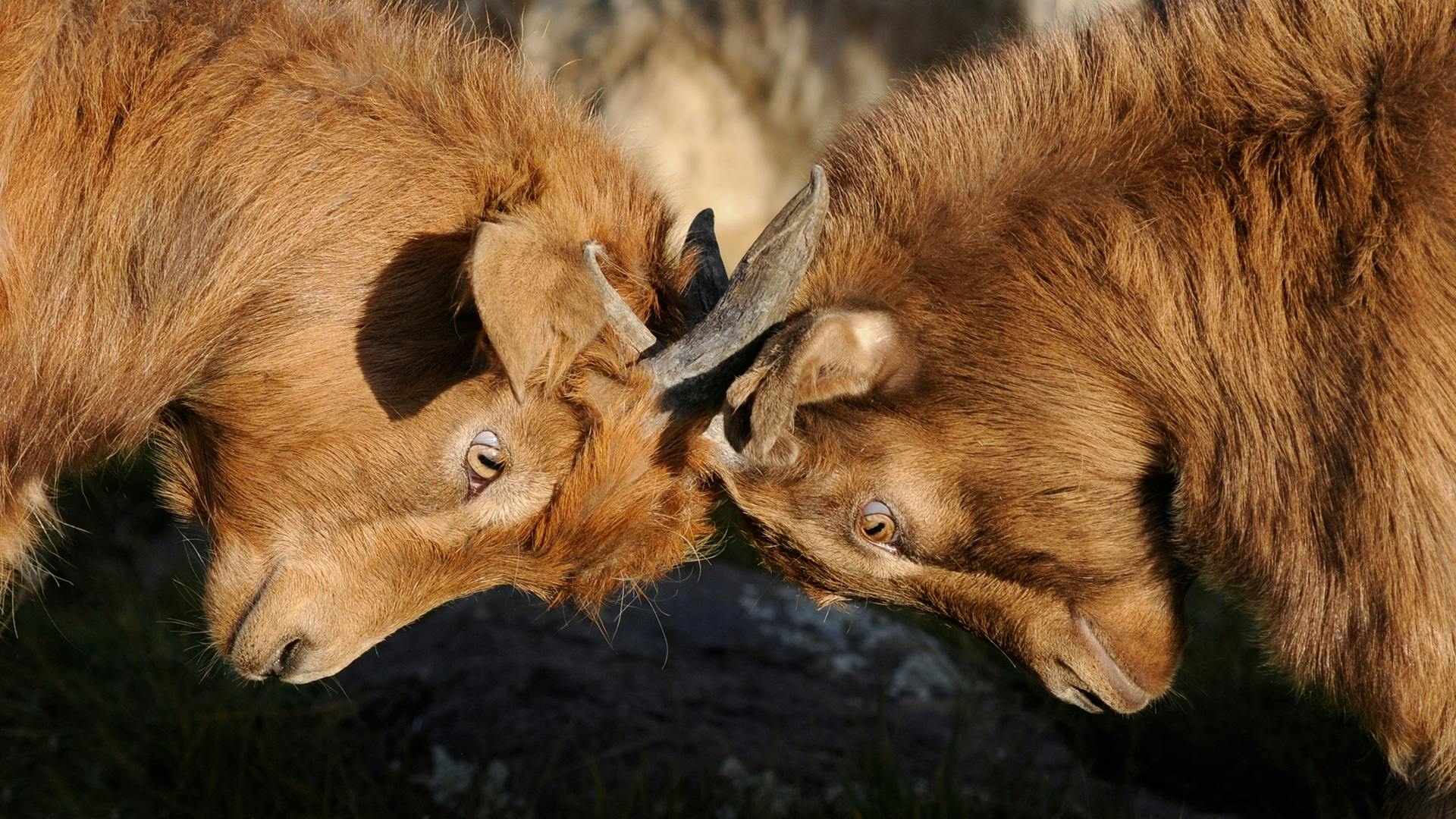 Two rams butt heads.